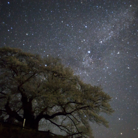 発知の彼岸桜と天の川