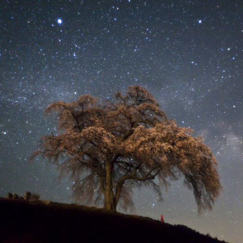 上発知のシダレザクラと天の川
