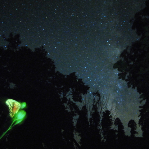 茂みの中で見つけた蝶と星空
