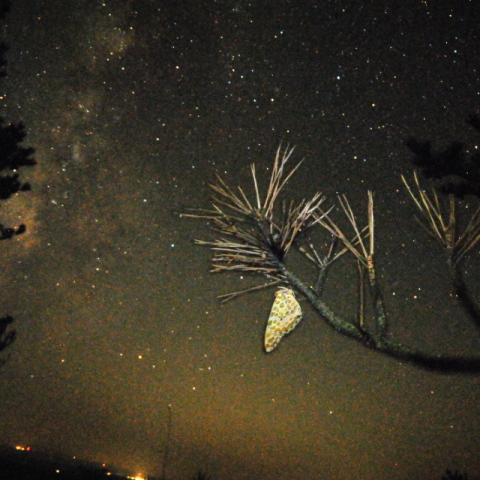 松に身を寄せ天の川を眺める蝶
