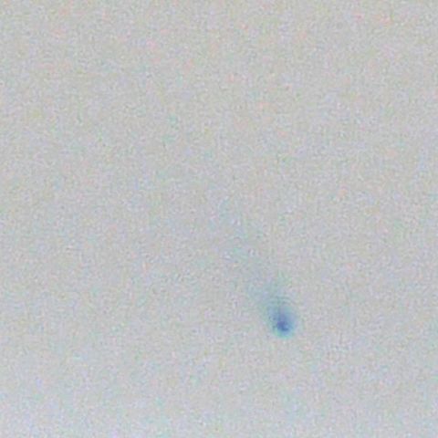 パンスターズ彗星