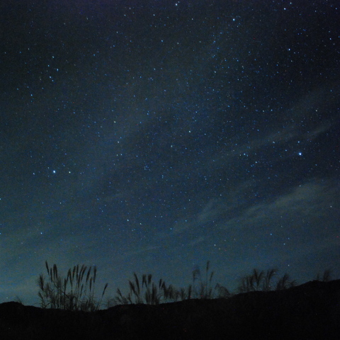ススキの向こうを沈みゆく夏の大三角