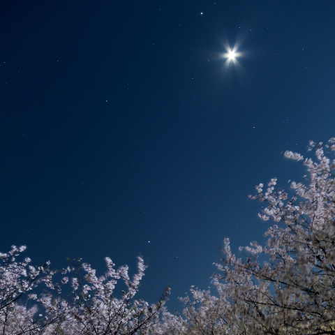 桜月夜