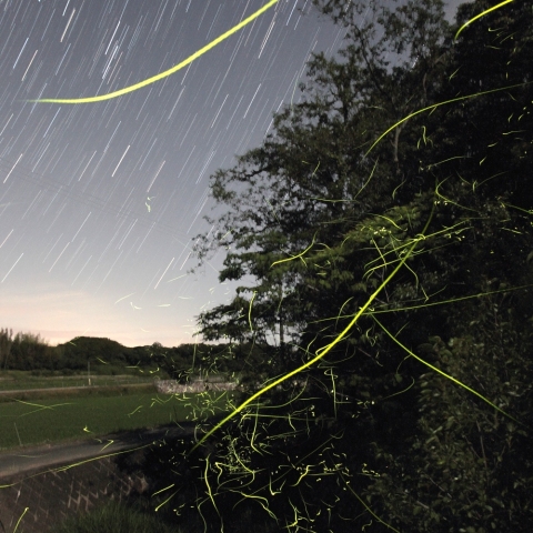 ホタル乱舞と昇る夏の星座