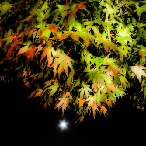 十五夜と紅葉まつり