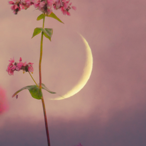 細い月と赤蕎麦の花
