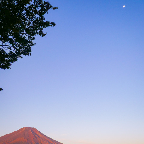 夜明けに染まる富士と白い月