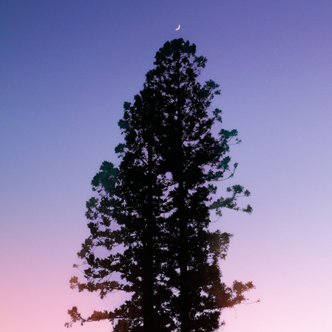 樅の木のてっぺんに掛かる月