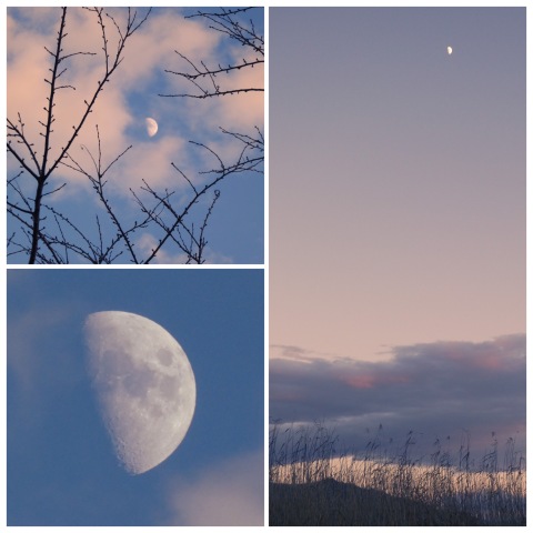 枯れ野と十日月