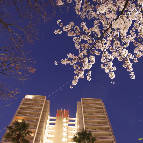 早朝の空に桜とISS(その2)