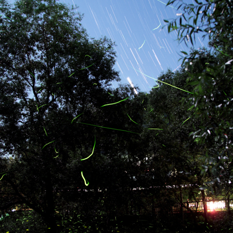 ホタルと西空の惑星達