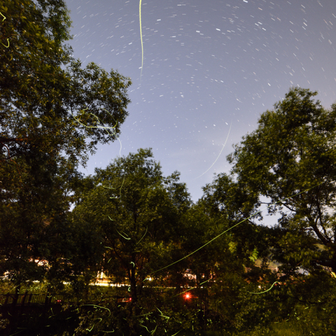 北天とホタル乱舞