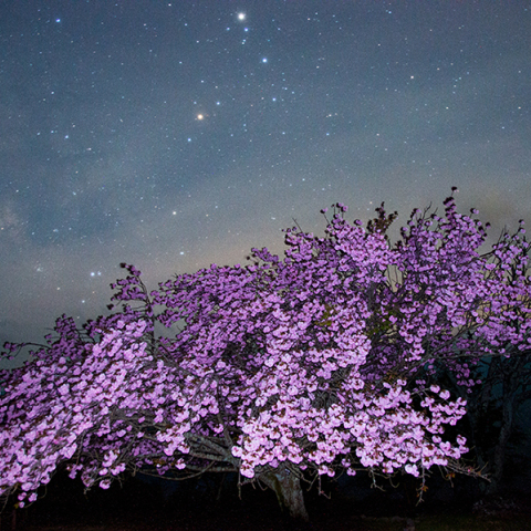 翠波高原の八重桜とサソリ座