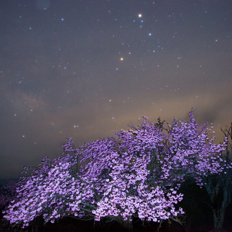 翠波高原の八重桜とサソリ座