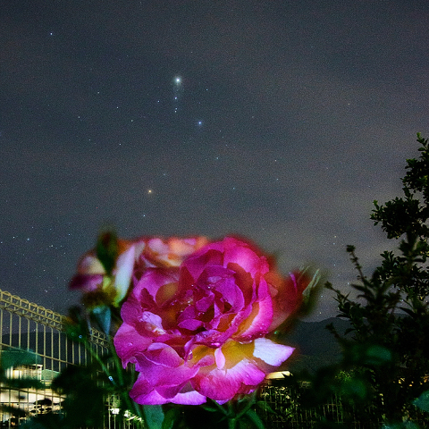 薔薇とサソリ座