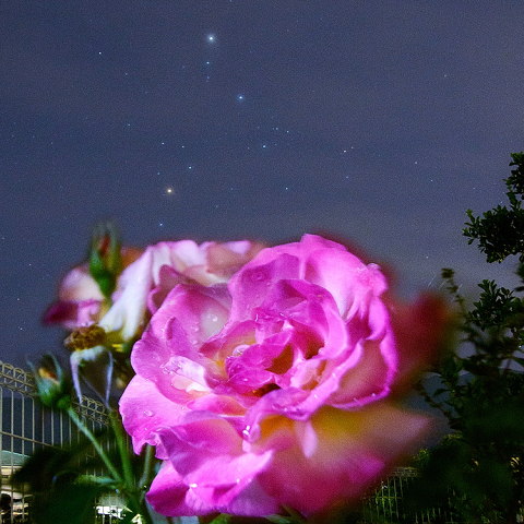 サソリ座と薔薇