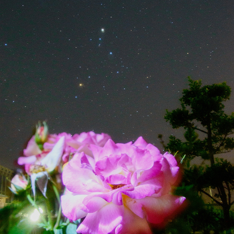 蠍座と薔薇の全ピン撮影