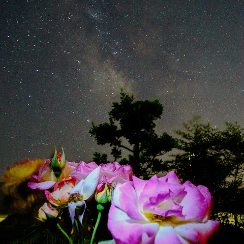 天の川と薔薇の全ピン撮影