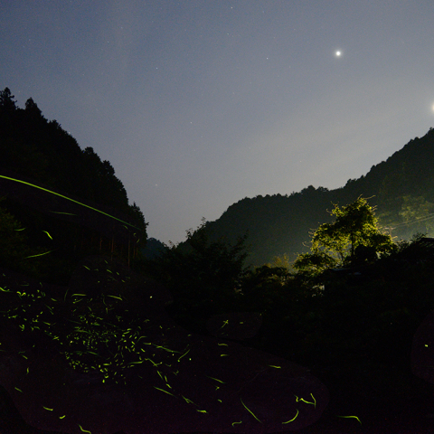 金星と木星の接近とゲンジボタル