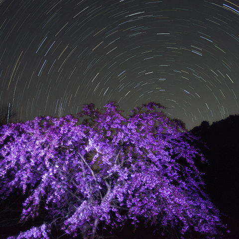 4月8日しだれ桜と日周運動