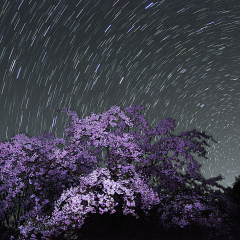 4月13日しだれ桜と日周運動