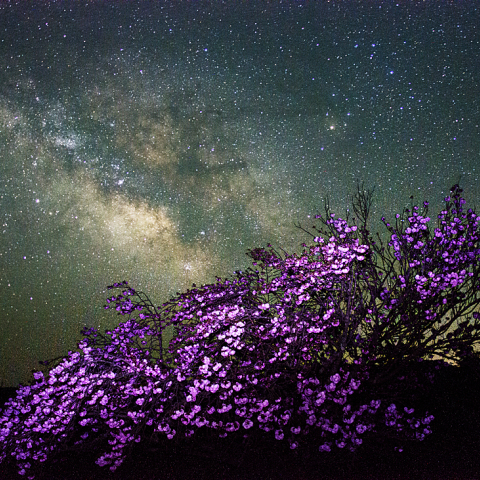 特集 2018年 桜のある星景 - 天体写真ギャラリー