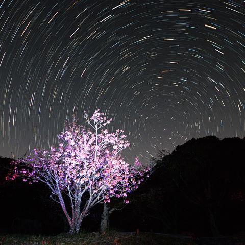 4月20日八重桜と日周運動
