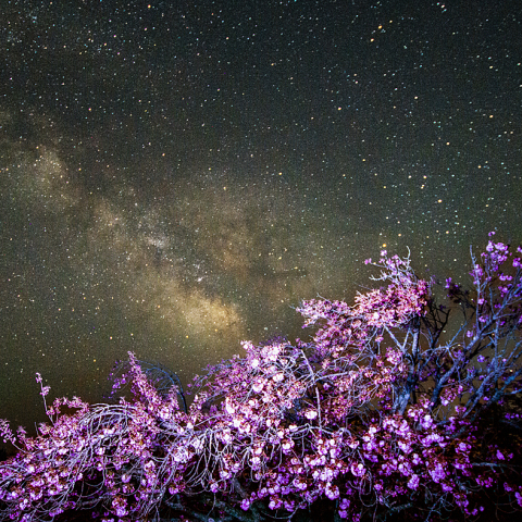 4月20日八重桜(近景)から天の川(遠景)全ピン1ショット撮影
