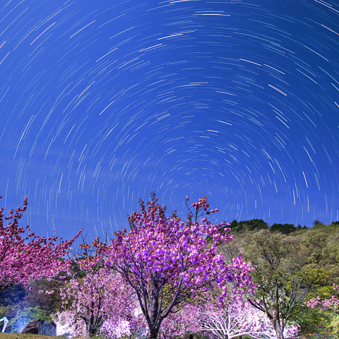 4月24日月光浴の八重桜と日周運動