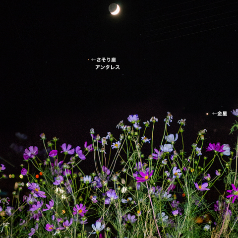 10月10日月と金星・アンタレス