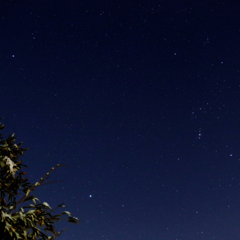20220106 木の葉に積もる雪と冬の大三角形