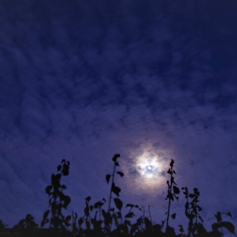 月齢十一　霞月