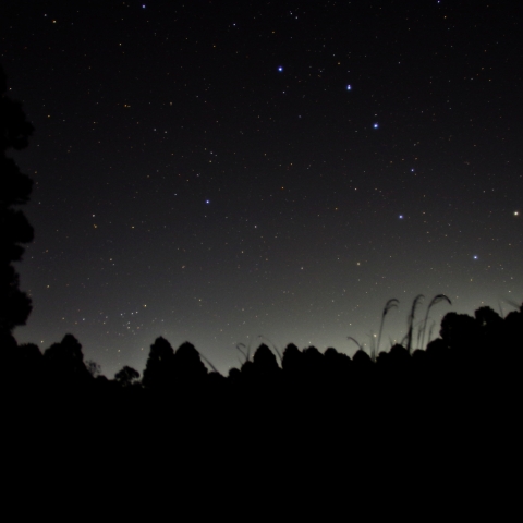 草と木とそれから柄杓と