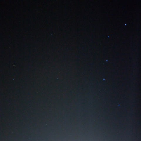 北斗の野生牡鹿