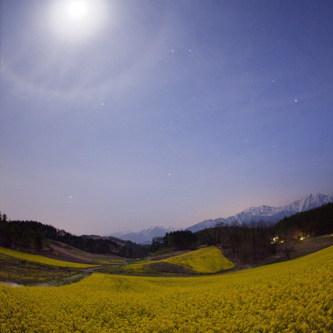 月暈の菜の花畑