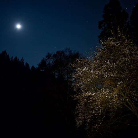 月と木星の冬桜