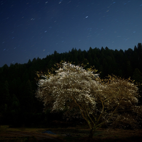 星空の冬桜