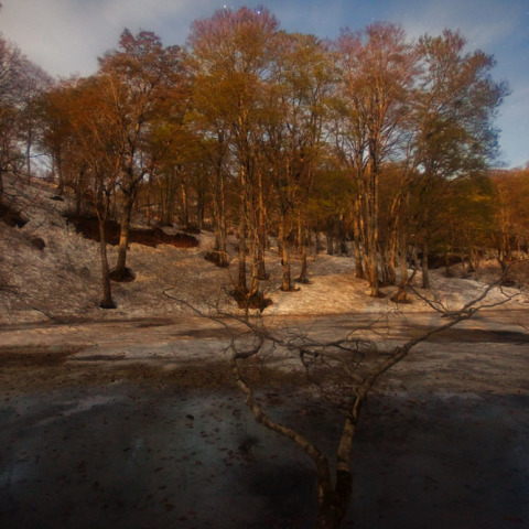 ふたご座の隠居池ブナ