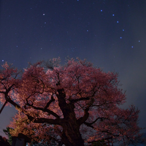春の大曲線と中曽根権現桜