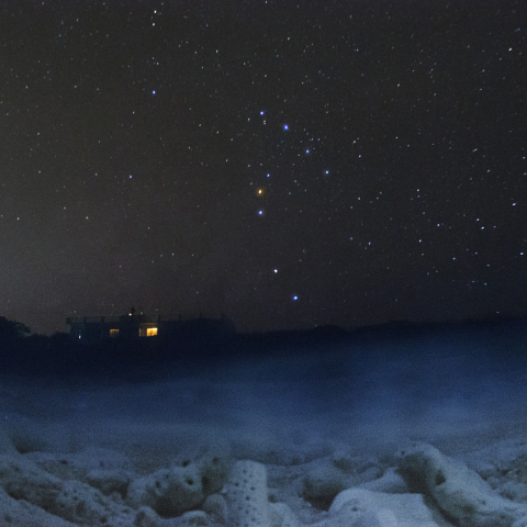 ウミガメの目線