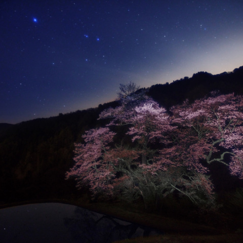スピカの駒つなぎの桜