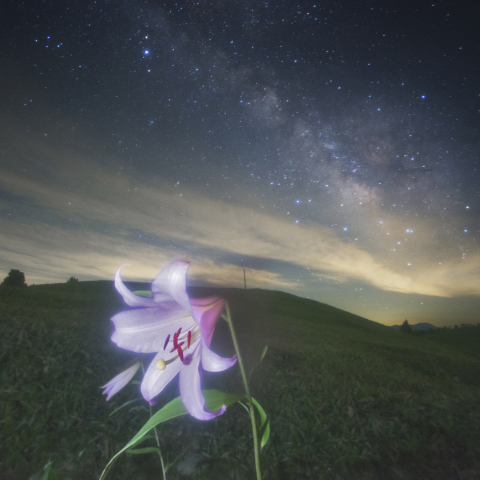 富士見台高原のササユリと天の川