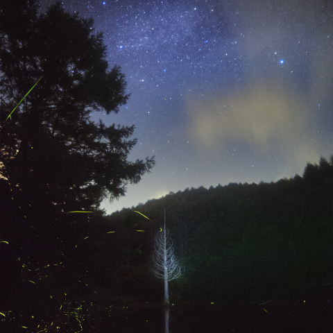 立枯池に舞うホタル銀河