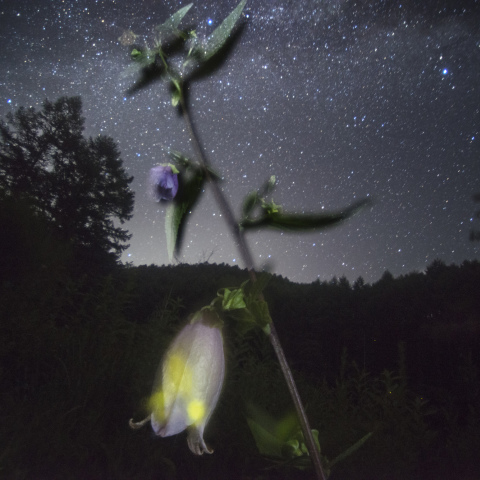 ホタルブクロと蛍の天の川