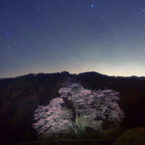 しし座の駒繋ぎの桜