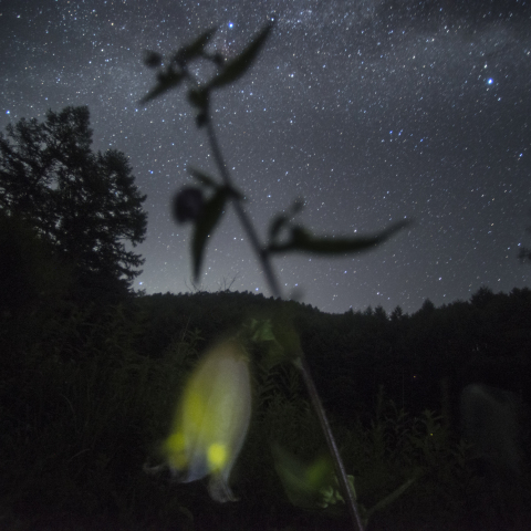 ホタルブクロと蛍の天の川_自然露光