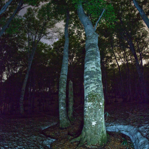土星のブナ根開き穴