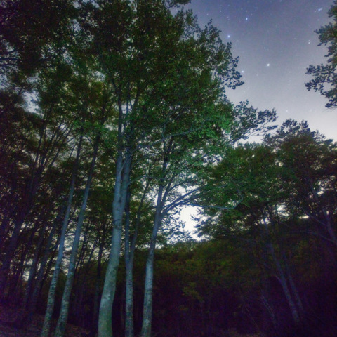 北斗七星の関田峠ブナ林