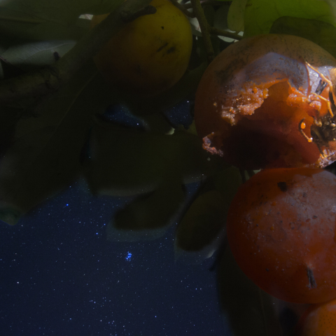 スズメバチの柿すばる(蜂星柿)