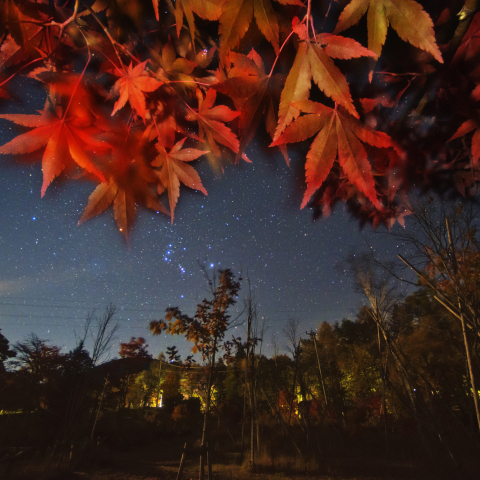 モミジのオリオン座